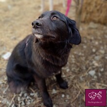 MURA, Hund, Mischlingshund in Rumänien - Bild 7