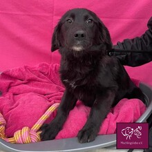 MURA, Hund, Mischlingshund in Rumänien - Bild 8