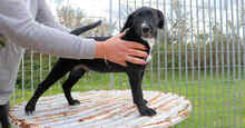 PINOLO, Hund, Mischlingshund in Italien - Bild 2