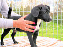 PINOLO, Hund, Mischlingshund in Italien - Bild 4