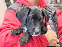 PINOLO, Hund, Mischlingshund in Italien - Bild 8