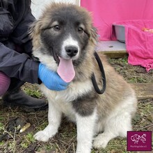 TOBIAS, Hund, Herdenschutzhund in Rumänien - Bild 1