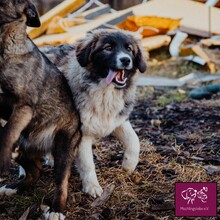 TOBIAS, Hund, Herdenschutzhund in Rumänien - Bild 2