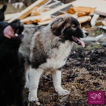 TOBIAS, Hund, Herdenschutzhund in Rumänien - Bild 3