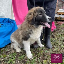 TOBIAS, Hund, Herdenschutzhund in Rumänien - Bild 5