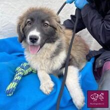 TOBIAS, Hund, Herdenschutzhund in Rumänien - Bild 6