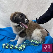 TOBIAS, Hund, Herdenschutzhund in Rumänien - Bild 8