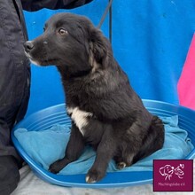 CORBU, Hund, Mischlingshund in Rumänien - Bild 1