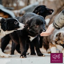 CORBU, Hund, Mischlingshund in Rumänien - Bild 7