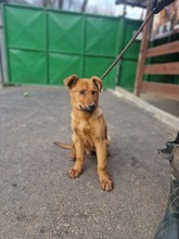 LAMBORGHINI, Hund, Mischlingshund in Slowakische Republik