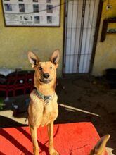 LAMBORGHINI, Hund, Mischlingshund in Slowakische Republik - Bild 10