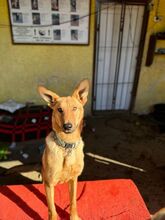 LAMBORGHINI, Hund, Mischlingshund in Slowakische Republik - Bild 11