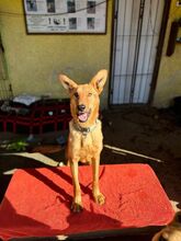 LAMBORGHINI, Hund, Mischlingshund in Slowakische Republik - Bild 12