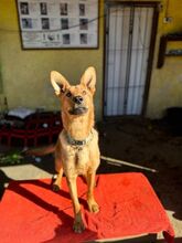 LAMBORGHINI, Hund, Mischlingshund in Slowakische Republik - Bild 13