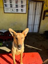 LAMBORGHINI, Hund, Mischlingshund in Slowakische Republik - Bild 14