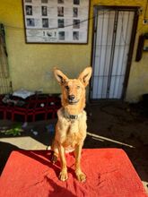 LAMBORGHINI, Hund, Mischlingshund in Slowakische Republik - Bild 15