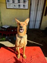 LAMBORGHINI, Hund, Mischlingshund in Slowakische Republik - Bild 16