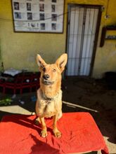 LAMBORGHINI, Hund, Mischlingshund in Slowakische Republik - Bild 17