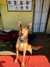 LAMBORGHINI, Hund, Mischlingshund in Slowakische Republik - Bild 19