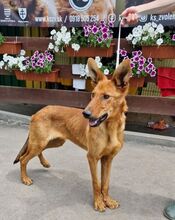 LAMBORGHINI, Hund, Mischlingshund in Slowakische Republik - Bild 4