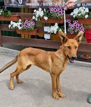 LAMBORGHINI, Hund, Mischlingshund in Slowakische Republik - Bild 6