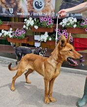 LAMBORGHINI, Hund, Mischlingshund in Slowakische Republik - Bild 8