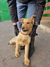FERRUCCIO, Hund, Mischlingshund in Slowakische Republik