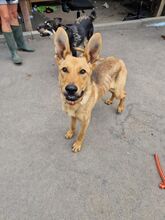 FERRUCCIO, Hund, Mischlingshund in Slowakische Republik - Bild 2