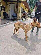 FERRUCCIO, Hund, Mischlingshund in Slowakische Republik - Bild 3