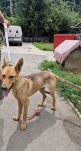 FERRUCCIO, Hund, Mischlingshund in Slowakische Republik - Bild 5