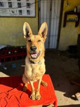 FERRUCCIO, Hund, Mischlingshund in Slowakische Republik - Bild 7