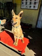 FERRUCCIO, Hund, Mischlingshund in Slowakische Republik - Bild 8