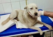 SINA, Hund, Mischlingshund in Rumänien - Bild 21