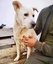 SINA, Hund, Mischlingshund in Rumänien - Bild 22