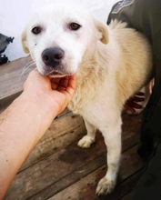 SINA, Hund, Mischlingshund in Rumänien - Bild 23