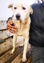 SINA, Hund, Mischlingshund in Rumänien - Bild 24
