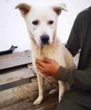 SINA, Hund, Mischlingshund in Rumänien - Bild 25