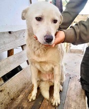 SINA, Hund, Mischlingshund in Rumänien - Bild 27