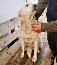 SINA, Hund, Mischlingshund in Rumänien - Bild 3