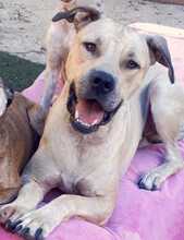 LEO, Hund, American Staffordshire Terrier-Mix in Spanien