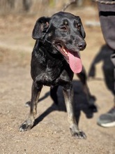 DIMA, Hund, Mischlingshund in Bulgarien - Bild 10