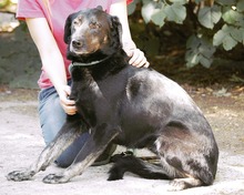 DIMA, Hund, Mischlingshund in Bulgarien - Bild 18