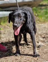 DIMA, Hund, Mischlingshund in Bulgarien - Bild 6