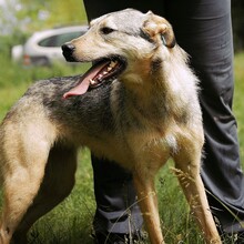 DINA, Hund, Mischlingshund in Bulgarien - Bild 7