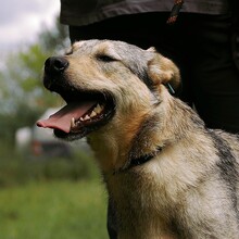 DINA, Hund, Mischlingshund in Bulgarien - Bild 8