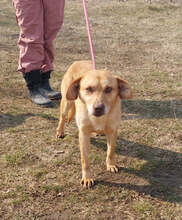 RIZHKO, Hund, Mischlingshund in Bulgarien - Bild 1