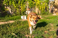 JOHNNY, Hund, Mischlingshund in Bulgarien - Bild 1