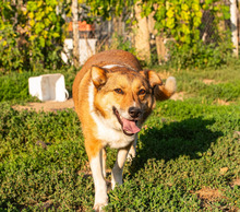 JOHNNY, Hund, Mischlingshund in Bulgarien - Bild 2