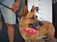 DIEGA, Hund, Malinois-Mix in Bulgarien - Bild 1