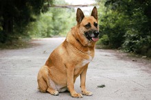 DIEGA, Hund, Malinois-Mix in Bulgarien - Bild 10